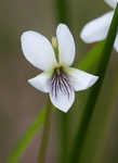 Bog white violet